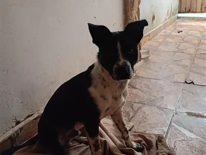 Cachorro raça SRD-ViraLata idade 7 a 11 meses nome thor