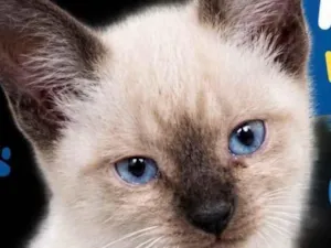 Gato raça Siamês idade 2 a 6 meses nome Floquinho