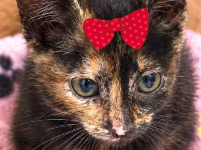Gato raça SRD-ViraLata idade 2 a 6 meses nome Julie