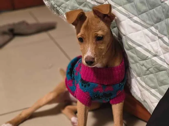 Cachorro raça SRD-ViraLata idade 2 a 6 meses nome Analu