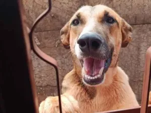 Cachorro raça SRD-ViraLata idade 1 ano nome Maya