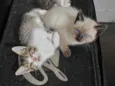 felino