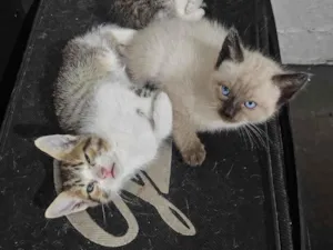 Gato raça SRD-ViraLata idade 2 a 6 meses nome felino