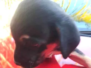 Cachorro raça SRD-ViraLata idade Abaixo de 2 meses nome sem nome 