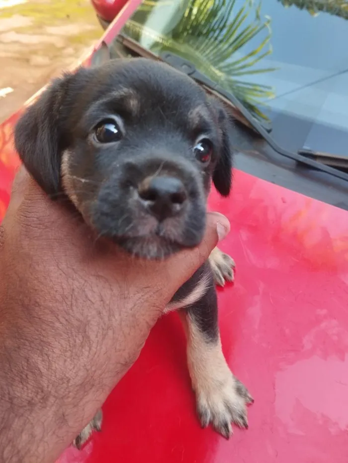 Cachorro raça SRD-ViraLata idade 2 a 6 meses nome sem nomes 