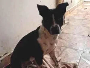 Cachorro raça SRD-ViraLata idade 7 a 11 meses nome thor