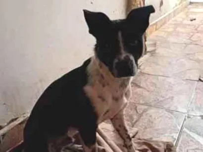 Cachorro raça SRD-ViraLata idade 7 a 11 meses nome thor