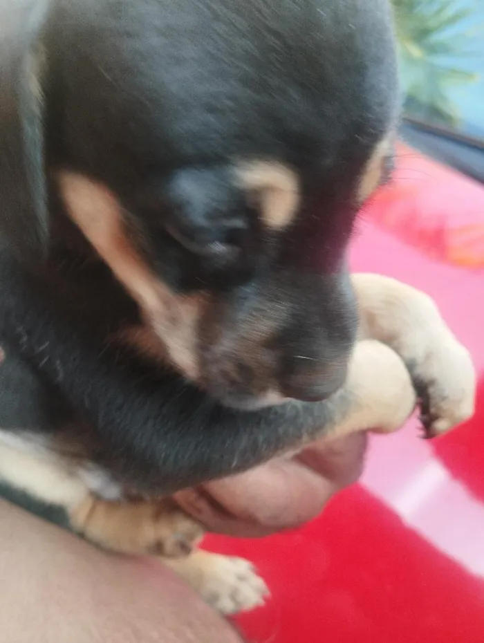 Cachorro raça SRD-ViraLata idade Abaixo de 2 meses nome sem nome