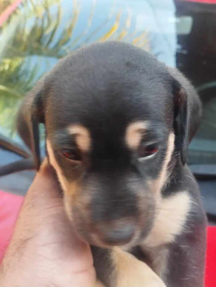Cachorro raça SRD-ViraLata idade Abaixo de 2 meses nome sem nome