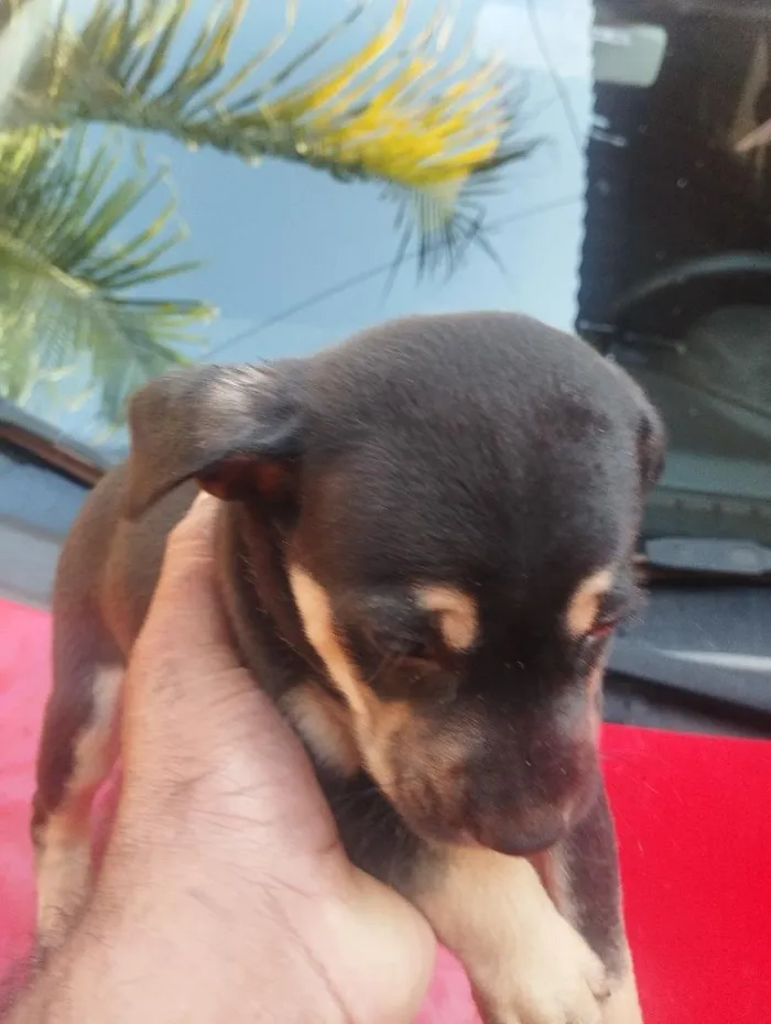 Cachorro raça SRD-ViraLata idade Abaixo de 2 meses nome sem nome