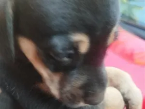 Cachorro raça SRD-ViraLata idade Abaixo de 2 meses nome sem nome