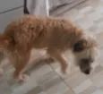 apelidei de "Peludinha"