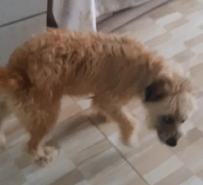 Cachorro raça SRD-ViraLata idade 1 ano nome apelidei de "Peludinha"