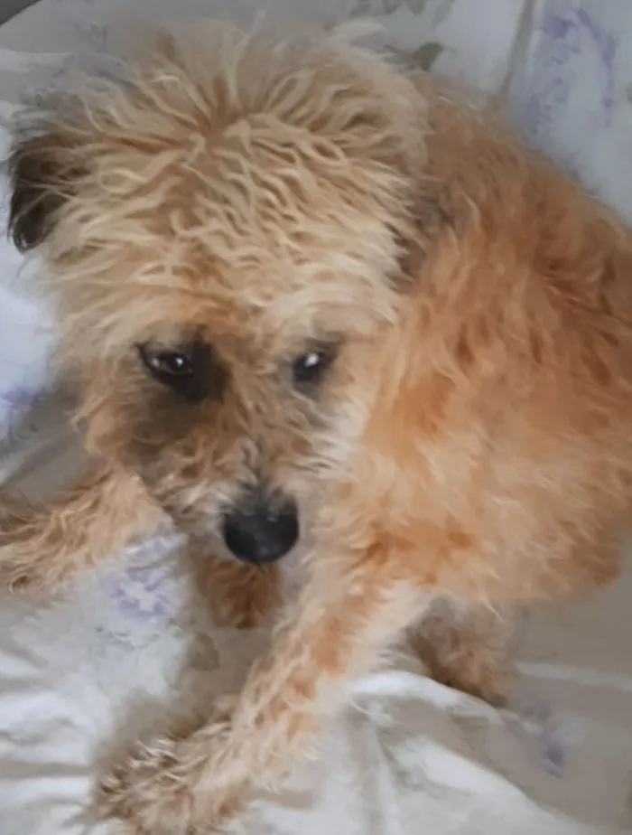 Cachorro raça SRD-ViraLata idade 1 ano nome apelidei de "Peludinha"