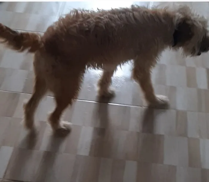 Cachorro raça SRD-ViraLata idade 1 ano nome apelidei de "Peludinha"