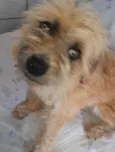 apelidei de "Peludinha"
