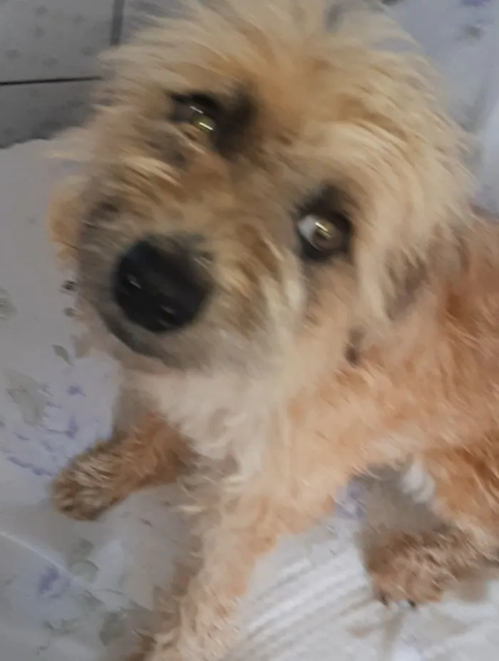 Cachorro raça SRD-ViraLata idade 1 ano nome apelidei de "Peludinha"