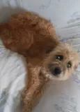 apelidei de "Peludinha"