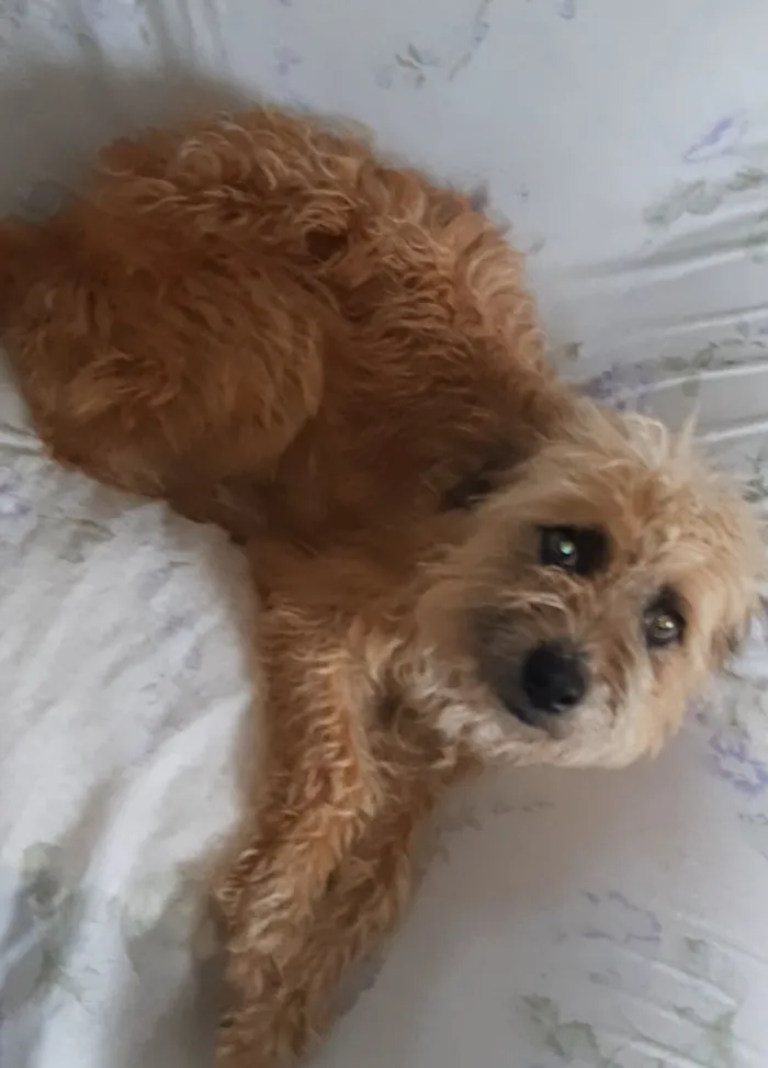 Cachorro raça SRD-ViraLata idade 1 ano nome apelidei de "Peludinha"
