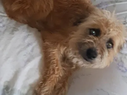 Cachorro raça SRD-ViraLata idade 1 ano nome apelidei de "Peludinha"