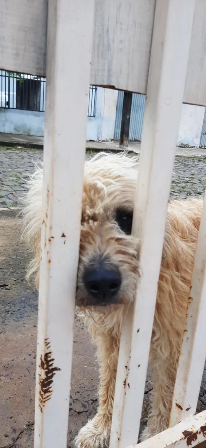 Cachorro raça SRD-ViraLata idade 1 ano nome apelidei de "Peludinha"
