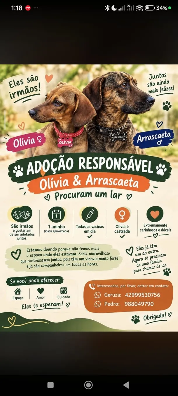 Cachorro raça SRD-ViraLata idade 1 ano nome Olívia e Arrascaeta