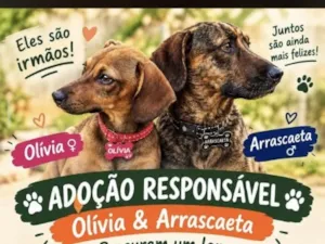 Cachorro raça SRD-ViraLata idade 1 ano nome Olívia e Arrascaeta