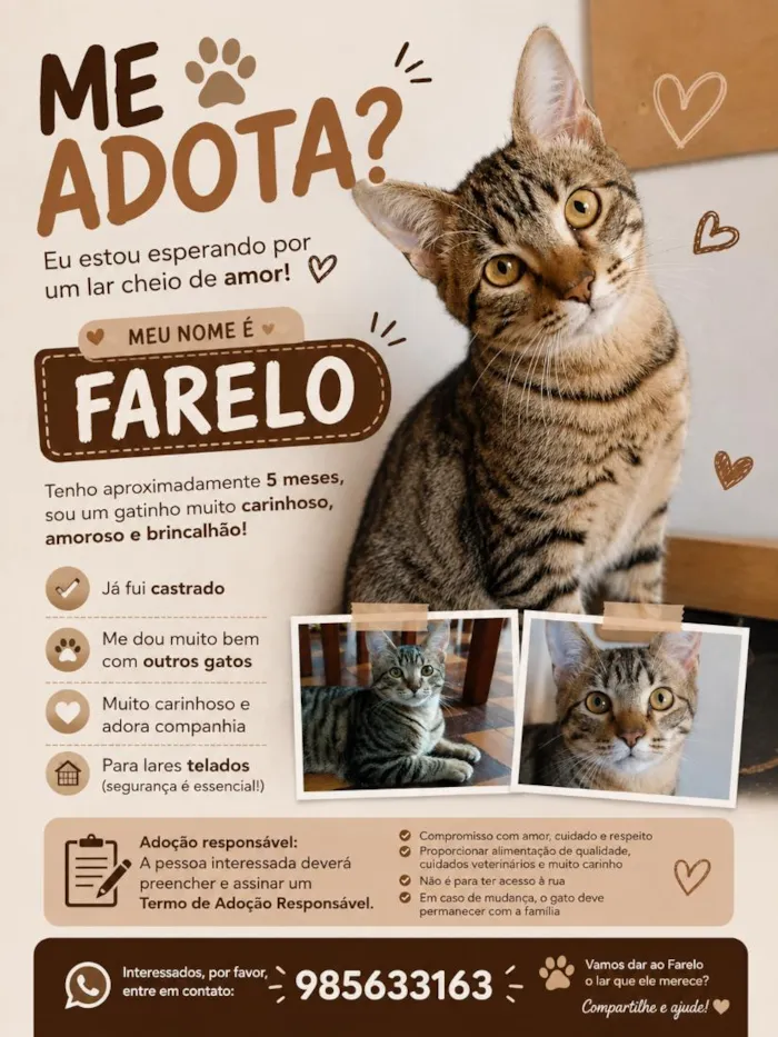Gato raça SRD-ViraLata idade 7 a 11 meses nome Farelo