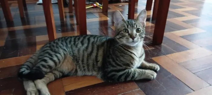 Gato raça SRD-ViraLata idade 7 a 11 meses nome Farelo