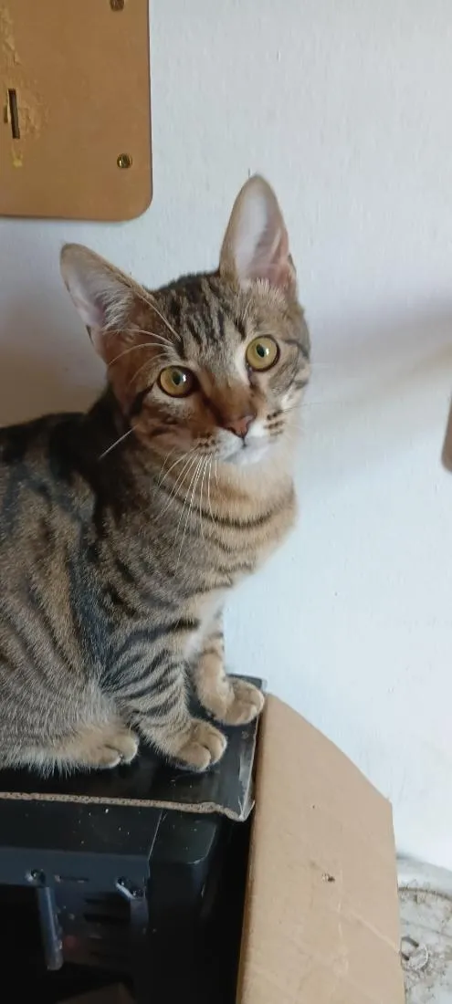 Gato raça SRD-ViraLata idade 7 a 11 meses nome Farelo