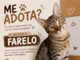Farelo