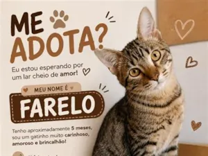 Gato raça SRD-ViraLata idade 7 a 11 meses nome Farelo
