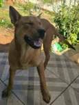 Caramelo 