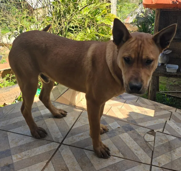 Cachorro raça SRD-ViraLata idade 2 anos nome Caramelo 
