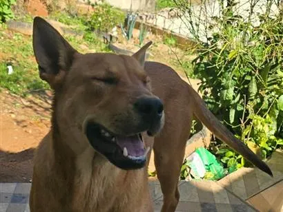 Cachorro raça SRD-ViraLata idade 2 anos nome Caramelo 