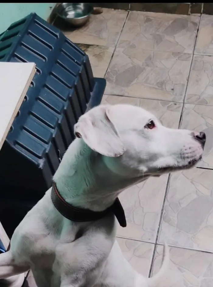 Cachorro raça Labrador idade 5 anos nome Chloe