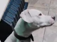 Chloe