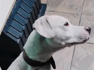 Cachorro raça Labrador idade 5 anos nome Chloe
