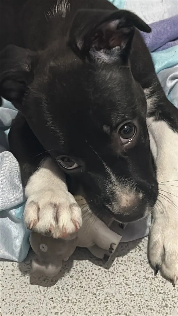 Cachorro raça SRD-ViraLata idade 2 a 6 meses nome ravenna