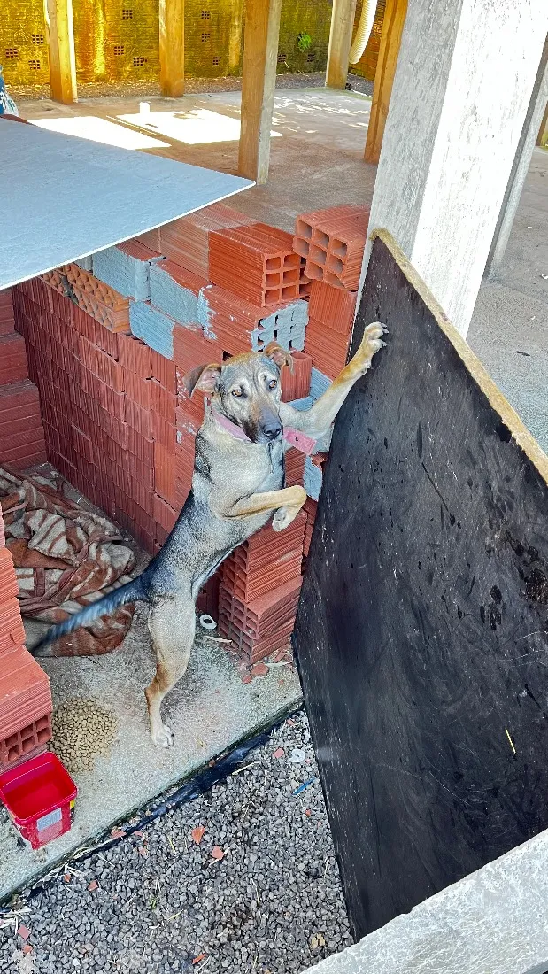 Cachorro raça SRD-ViraLata idade 2 anos nome Lua
