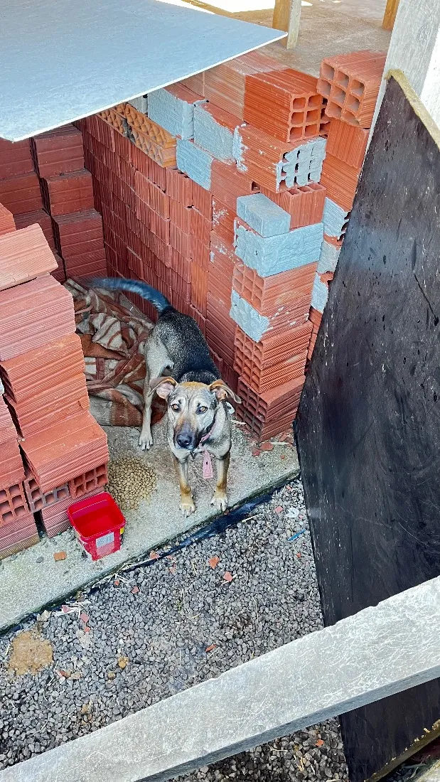 Cachorro raça SRD-ViraLata idade 2 anos nome Lua