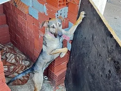 Cachorro raça SRD-ViraLata idade 2 anos nome Lua