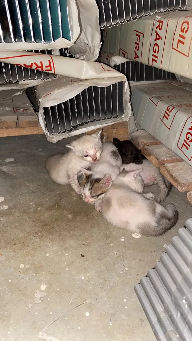 Gato raça SRD-ViraLata idade Abaixo de 2 meses nome Sem nomes