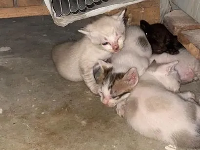 Gato raça SRD-ViraLata idade Abaixo de 2 meses nome Sem nomes