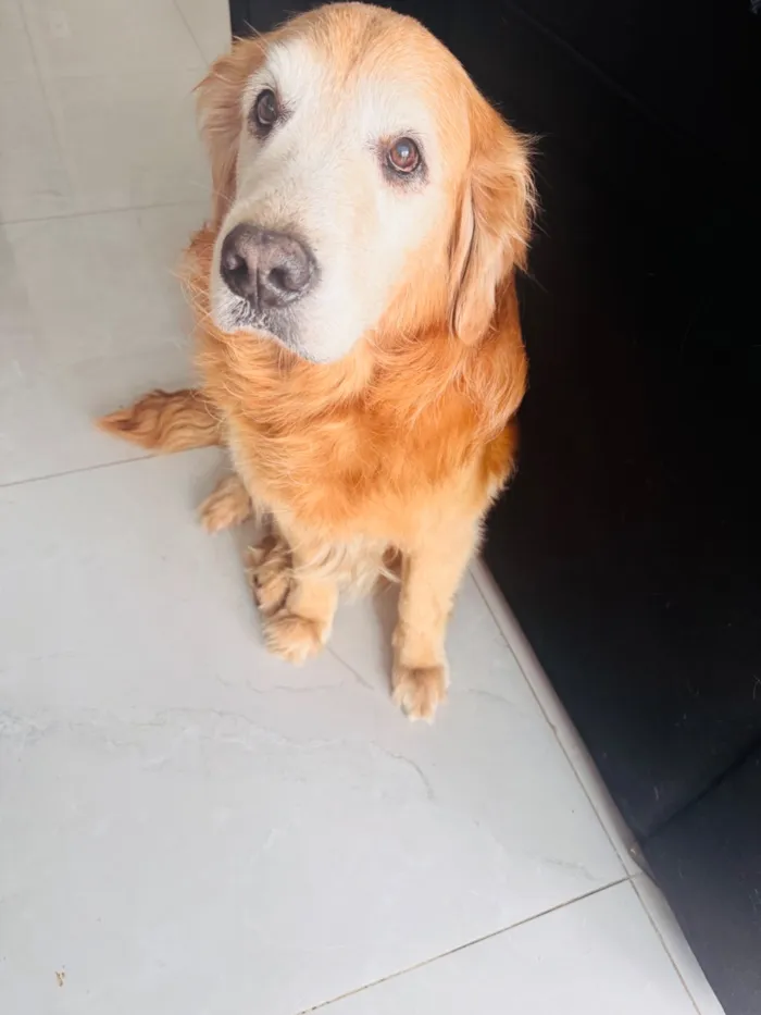 Cachorro raça Labrador idade 6 ou mais anos nome Marley