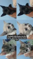 Lupita , Pérola , Alice , Matheus , Felipe e Jully
