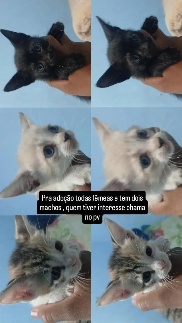 Gato raça Siamês idade 2 a 6 meses nome Lupita , Pérola , Alice , Matheus , Felipe e Jully