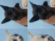 Lupita , Pérola , Alice , Matheus , Felipe e Jully