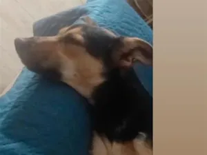 Cachorro raça SRD-ViraLata idade 7 a 11 meses nome Flora
