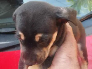 Cachorro raça SRD-ViraLata idade Abaixo de 2 meses nome sem nome